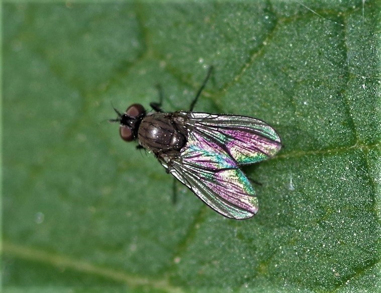 MUSCIDAE Coenosia agromyzina.JPG