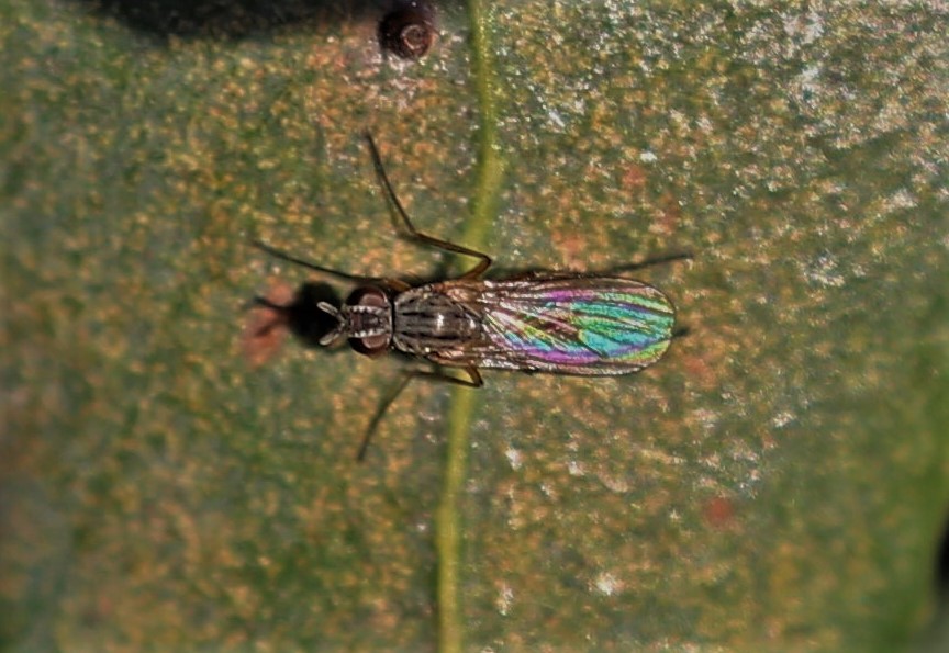 MUSCIDAE Coenosia testacea.JPG