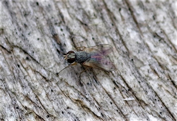 MUSCIDAE Coenosia sp. 1.JPG