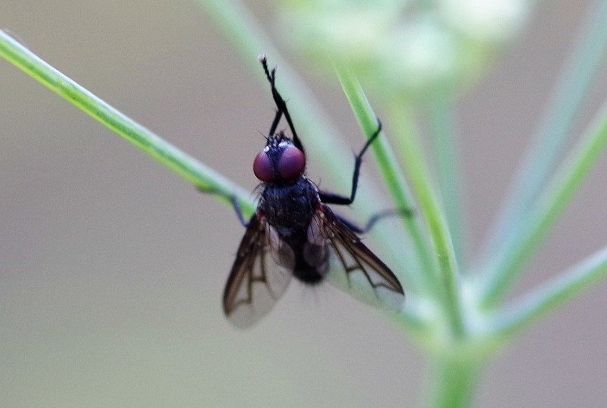 SARCOPHAGIDAE Nyctia halterata 1.JPG