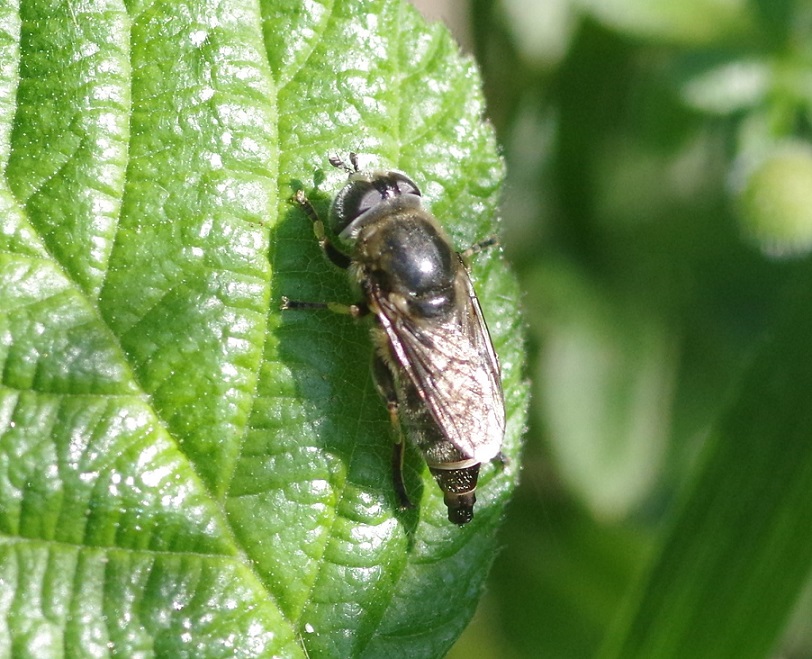 SYRPHIDAE Merodon clavipes.JPG