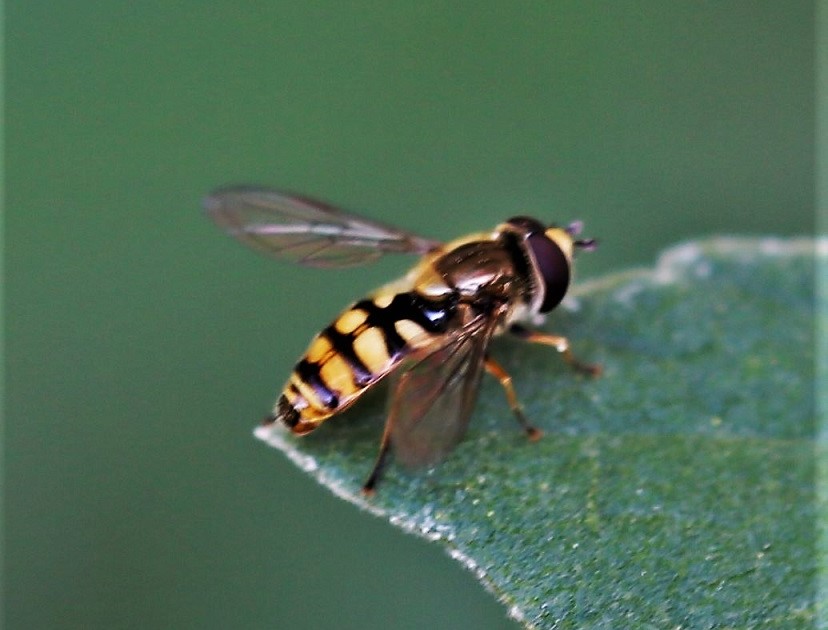 SYRPHIDAE Eupeodes corollae 3.JPG