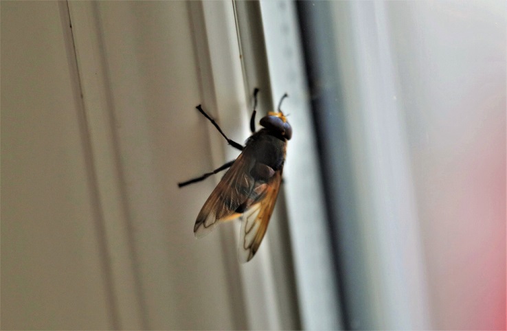 SYRPHIDAE Volucella zonaria 2 (2).JPG