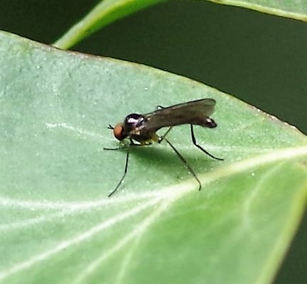 HYBOTIDAE Bicellaria sp. 2.JPG