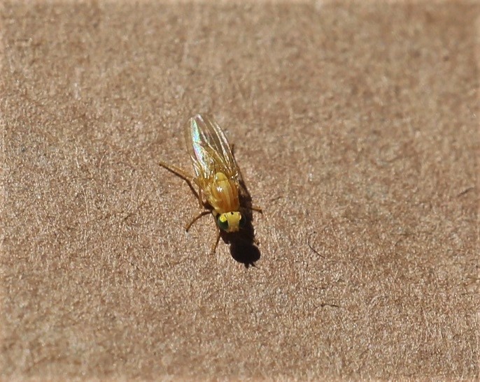 CHLOROPIDAE Mesomyza sp. 2.JPG