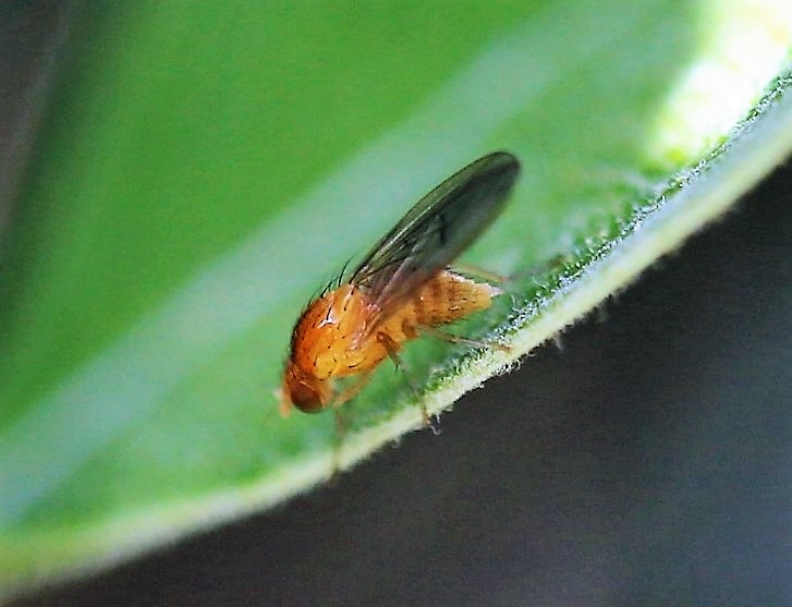 DROSOPHILIDAE Drosophila histrio 2.JPG