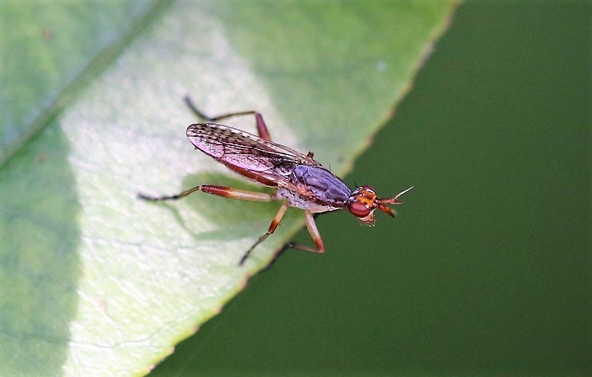 SCIOMYZIDAE Dichetophora oblitera 3.JPG