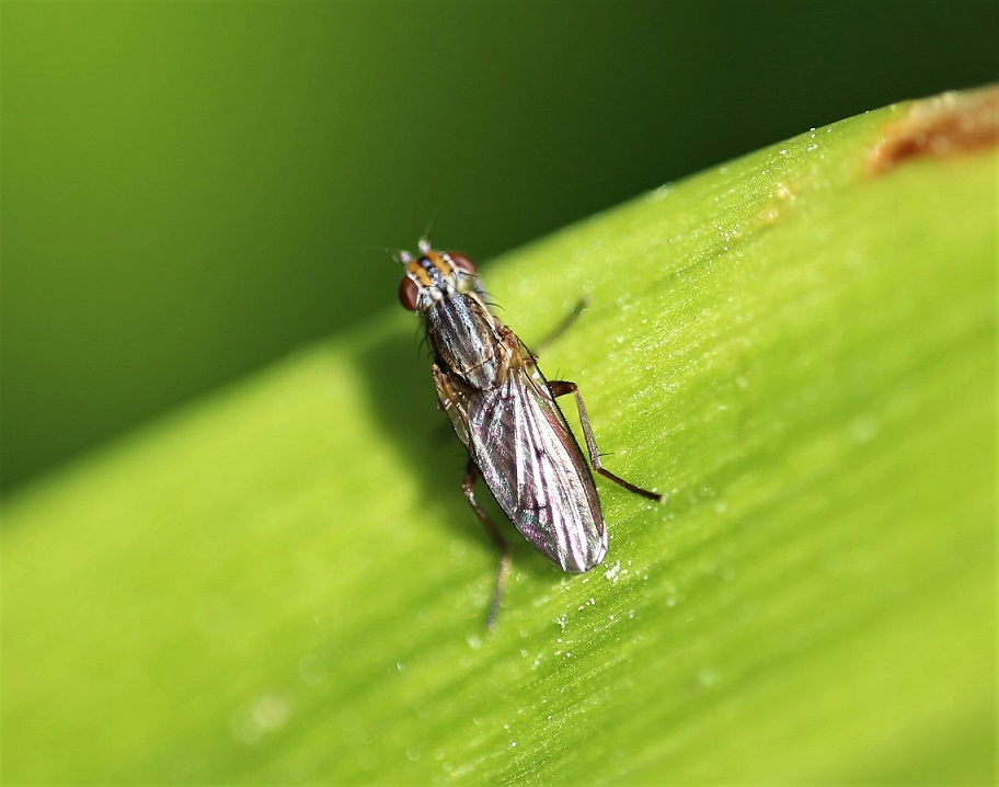 SCIOMYZIDAE Pherbellia cinerella 1.JPG