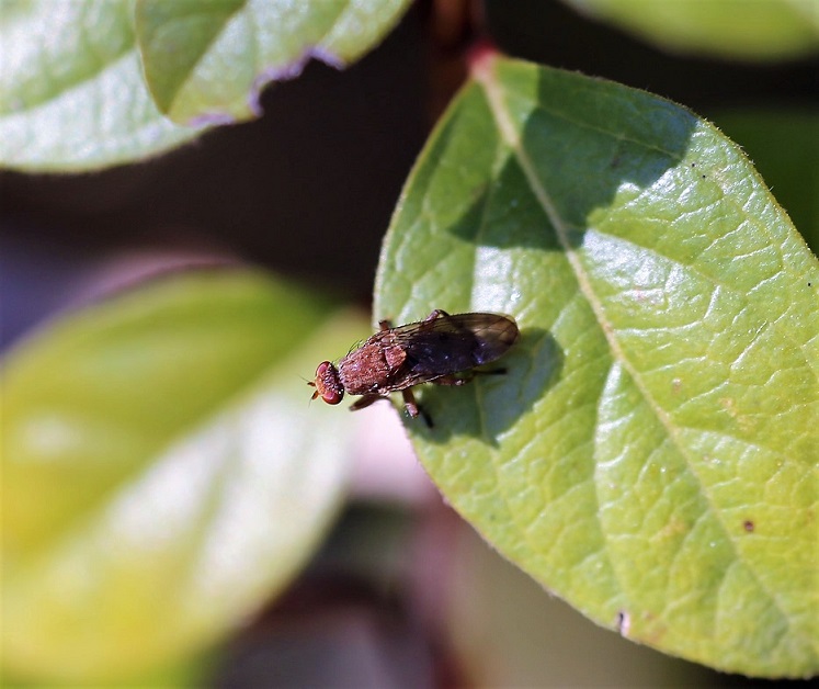 HELEOMYZIDAE Suillia variegata 1.JPG