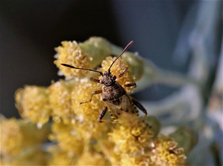 RHOPALIDAE Strictopleurus sp. 1.JPG