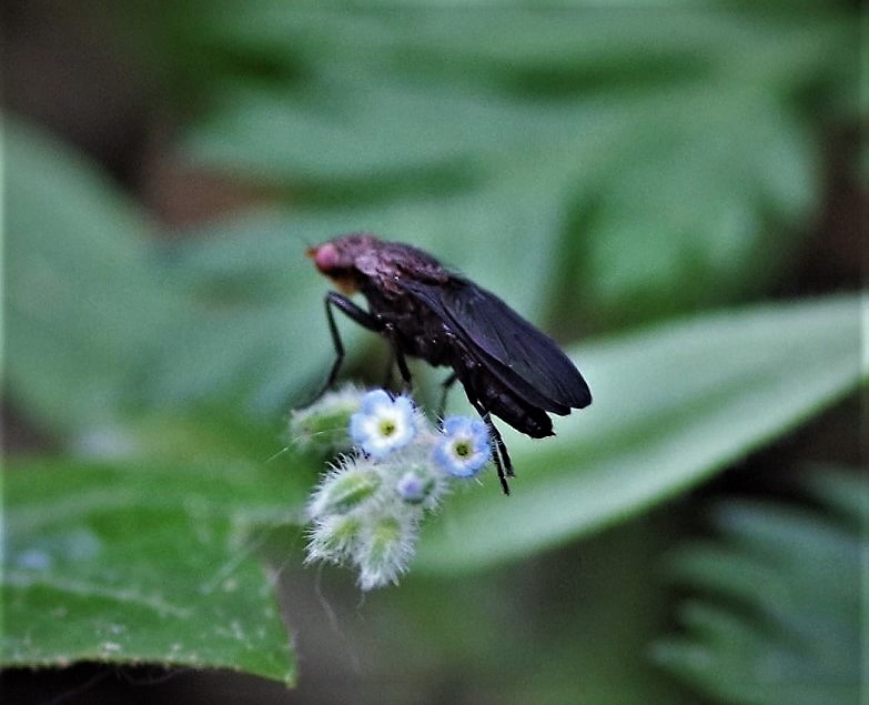 PHAEOMYIIDAE Pelidnoptera nigripennis.JPG