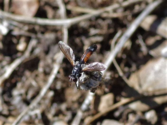 TACHINIDAE Cylindromyia intermedia 3.JPG