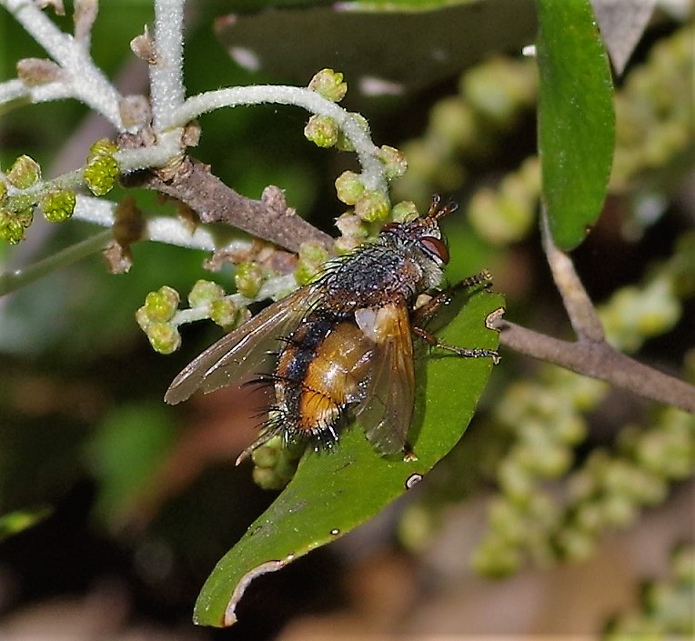 TACHINIDAE Tachina fera.JPG