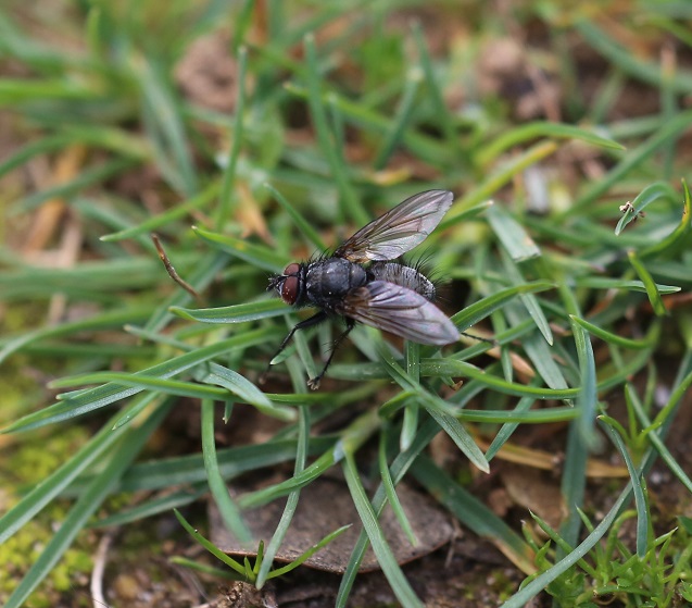 TACHINIDAE Macquartia dispar 1.JPG