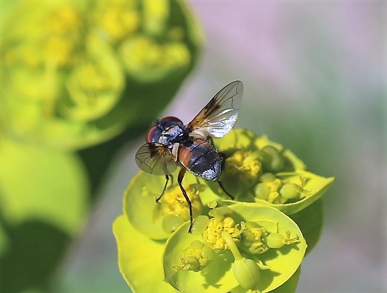 TACHINIDAE Phasia aurigera 1.JPG