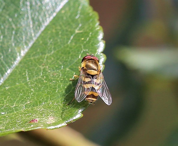 SYRPHIDAE Epistrophe diaphana.JPG