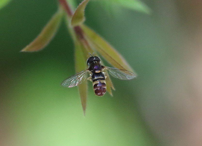 SYRPHIDAE Paragus quadrifasciatus.JPG