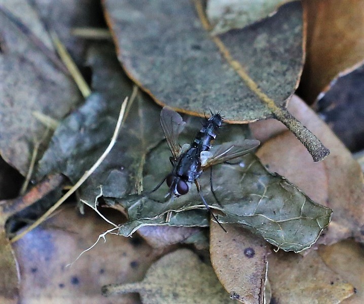 TACHINIDAE Thelaira nigripes.JPG