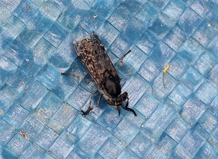 TABANIDAE Haematopota pluvialis.JPG