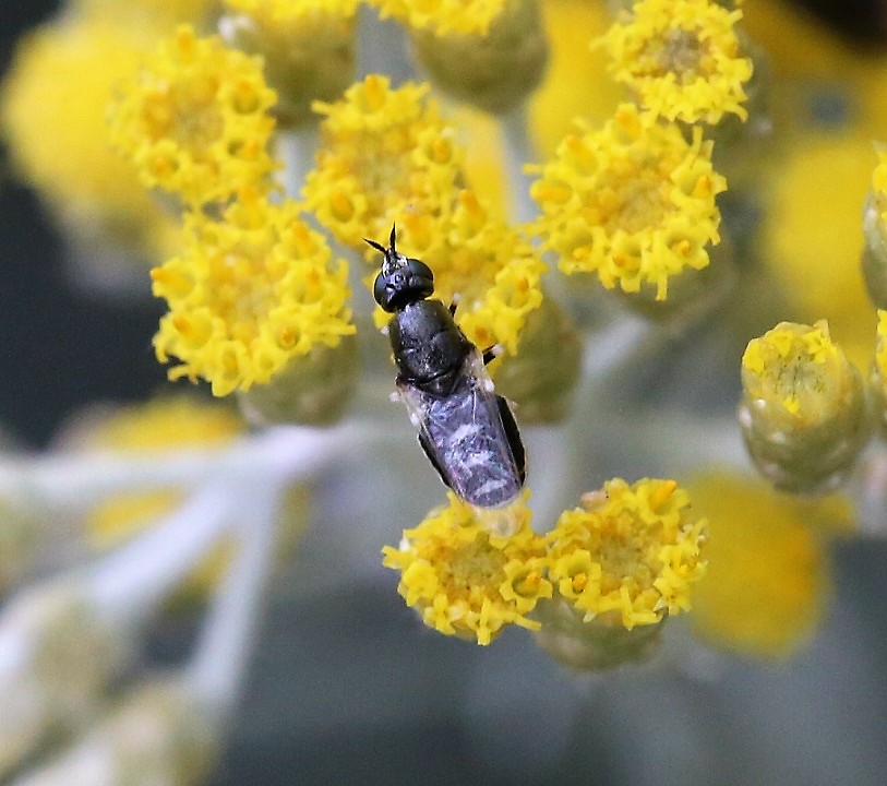 STRATIOMYIDAE Nemotelus pantherinus 1.JPG