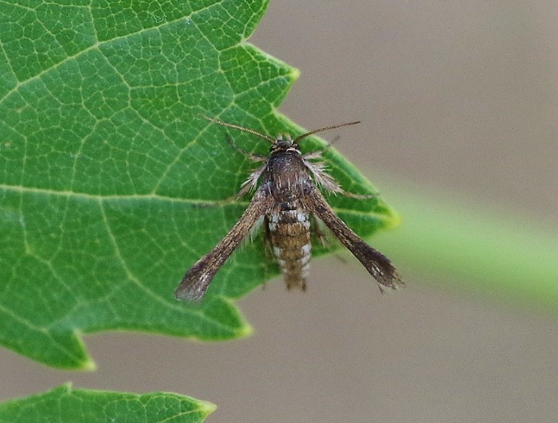 SESIIDAE Tinthia tineiformis 1 (sésie teigne).JPG