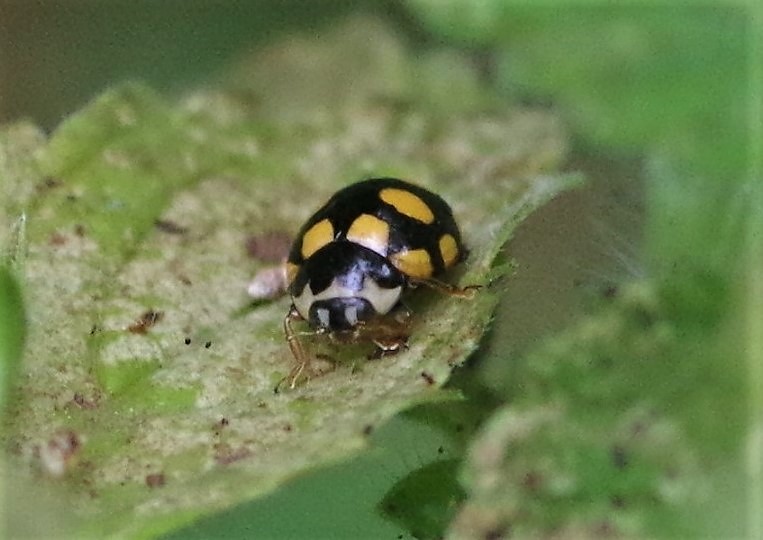 COCCINELLIDAE Coccinula quatuordecimpustulata.JPG