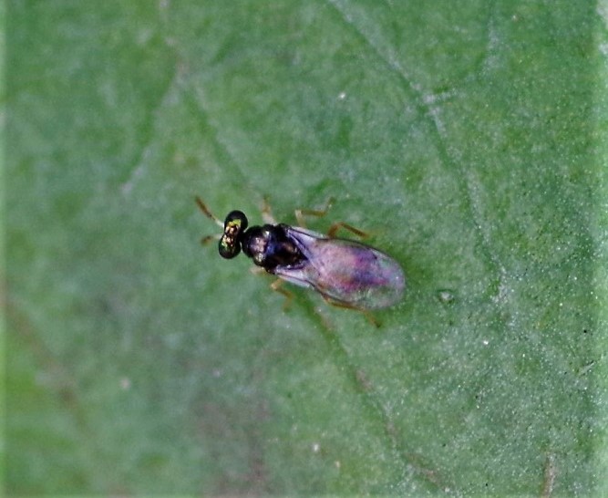 TENTHREDINIDAE Aneugmenus sp..JPG