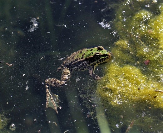 ANURA RANIDAE Pelophylax sp. 6.JPG