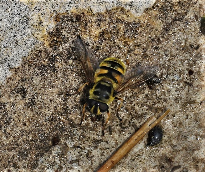 SYRPHIDAE Myathropa florea 6.JPG