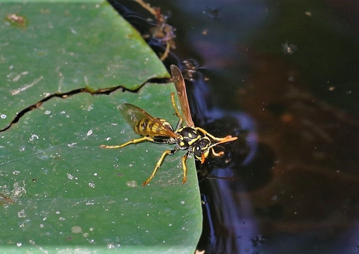 VESPIDAE Polistes sp. 7.JPG