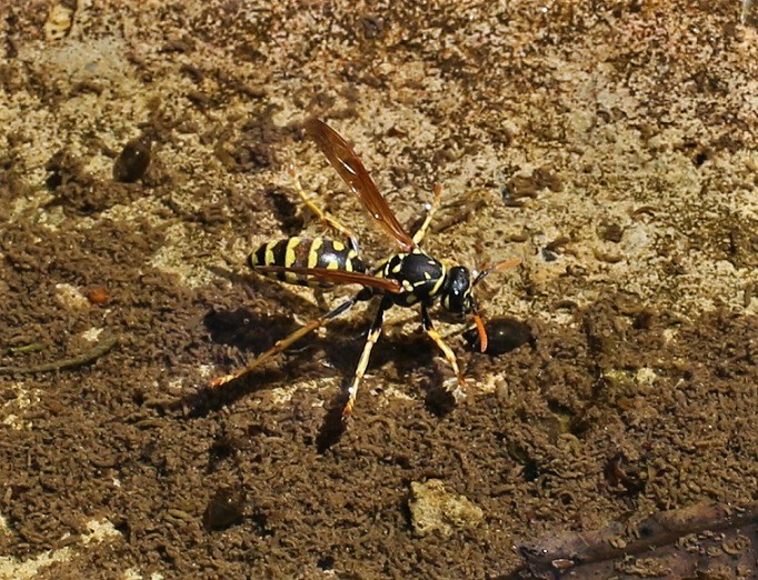 VESPIDAE Polistes sp. 5.JPG