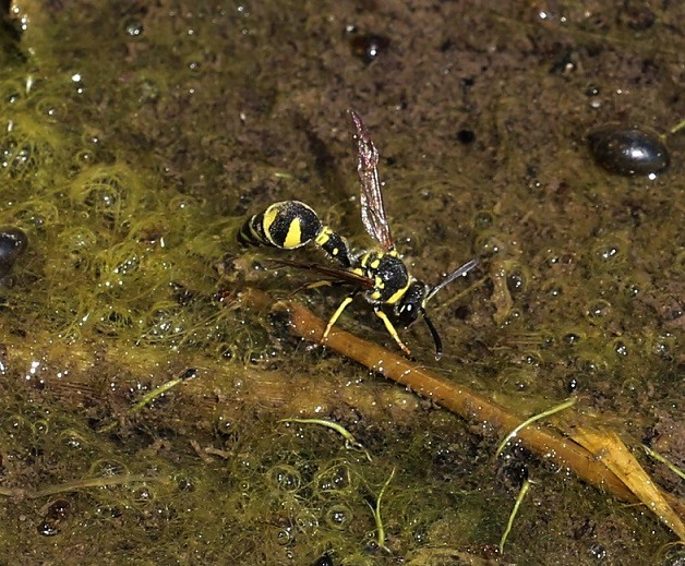 VESPIDAE Eumenes mediterraneus 5.JPG