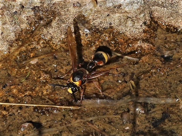 VESPIDAE Delta unguiculatum 2.JPG