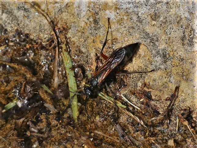 POMPILIDAE Episyron albonotatum 2.JPG