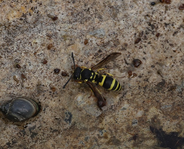 VESPIDAE Ancistrocerus auctus 3.JPG