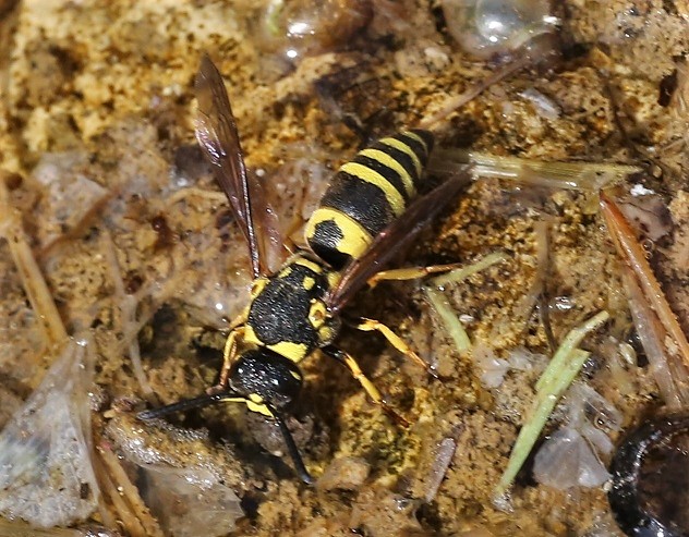 VESPIDAE Ancistrocerus gazella.JPG