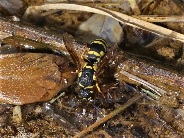 VESPIDAE Euodynerus sp. 2.JPG