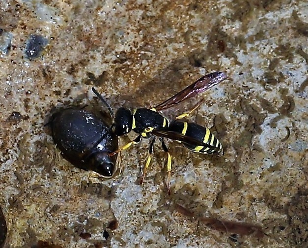 VESPIDAE Odynerus sp..JPG