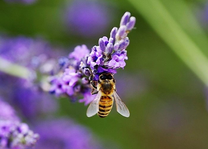 APIDAE Apis mellifera 1 (abeille domestique).JPG