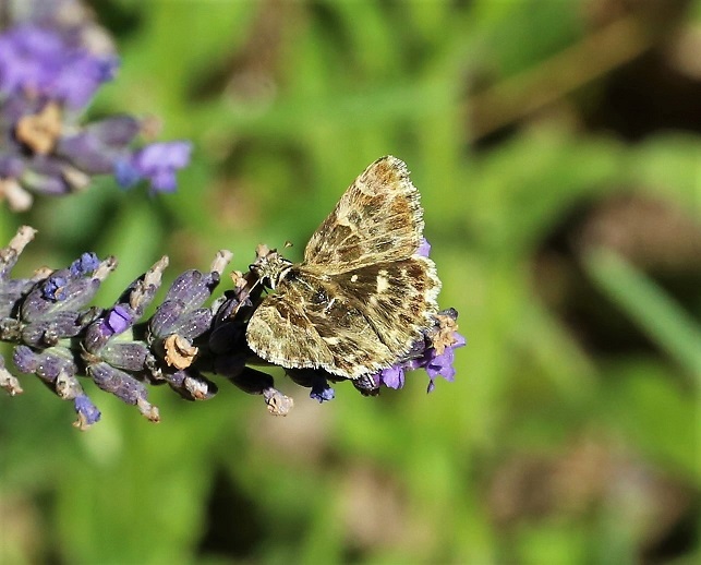 HESPERIIDAE Carcharodus alceae 7.JPG