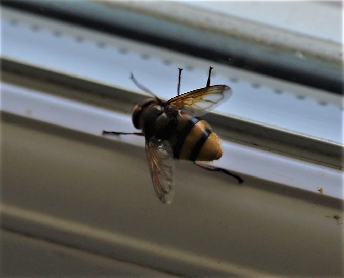 SYRPHIDAE Volucella inanis 1.JPG