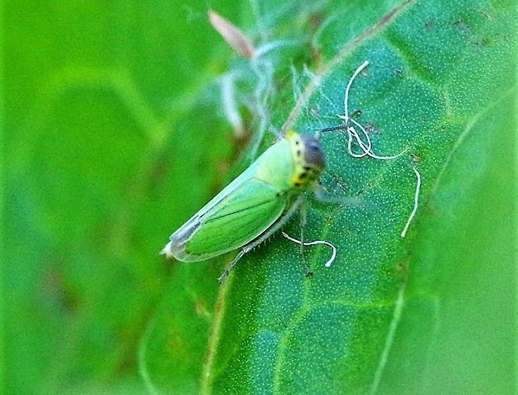 CICADELLIDAE Cicadella viridis.JPG
