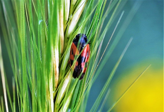 CERCOPIDAE Cercopis vulnerata.JPG