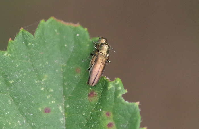 BUPRESTIDAE Agrilus olivicolor.JPG