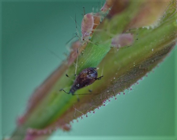 APHIDIDAE Macrosiphum rosae.JPG