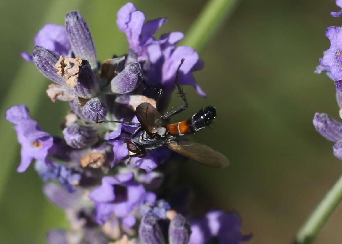 TACHINIDAE Cylindromyia intermedia 3.JPG