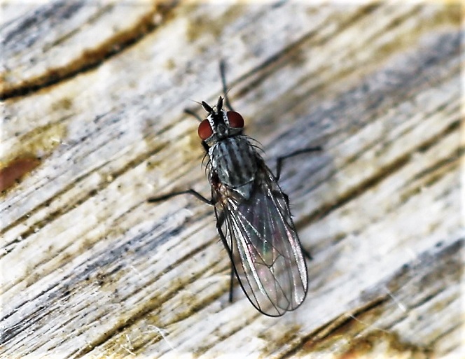 ANTHOMYIDAE Lasiomma sp. 1.JPG