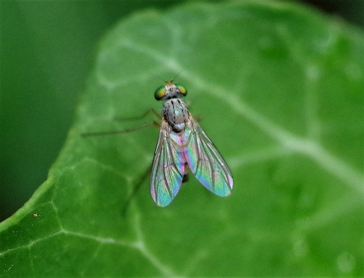 DOLICHOPODIDAE Sciapus sp. 1.JPG