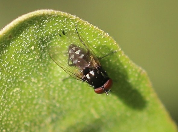 ANTHOMYIIDAE Calythea nigricans.JPG