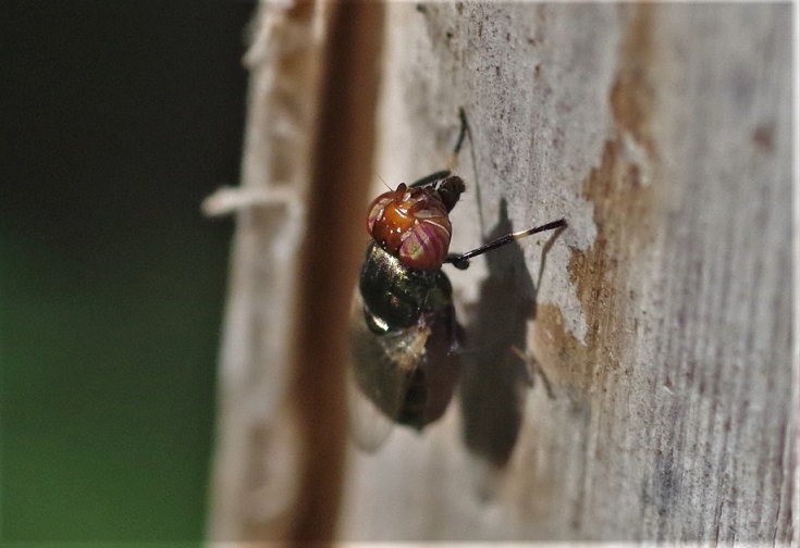 LAUXANIIDAE Calliopum sp. 2.JPG